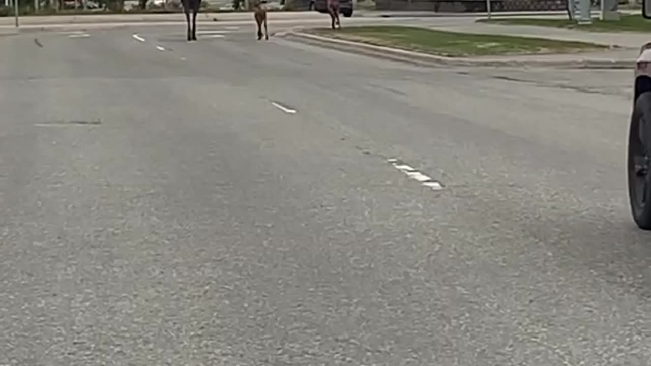 Mother Moose Walks Her Twins Down the Street in Alaska || ViralNEWS