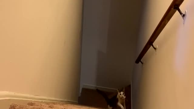 Cat Is A Real Professional In Playing Fetch