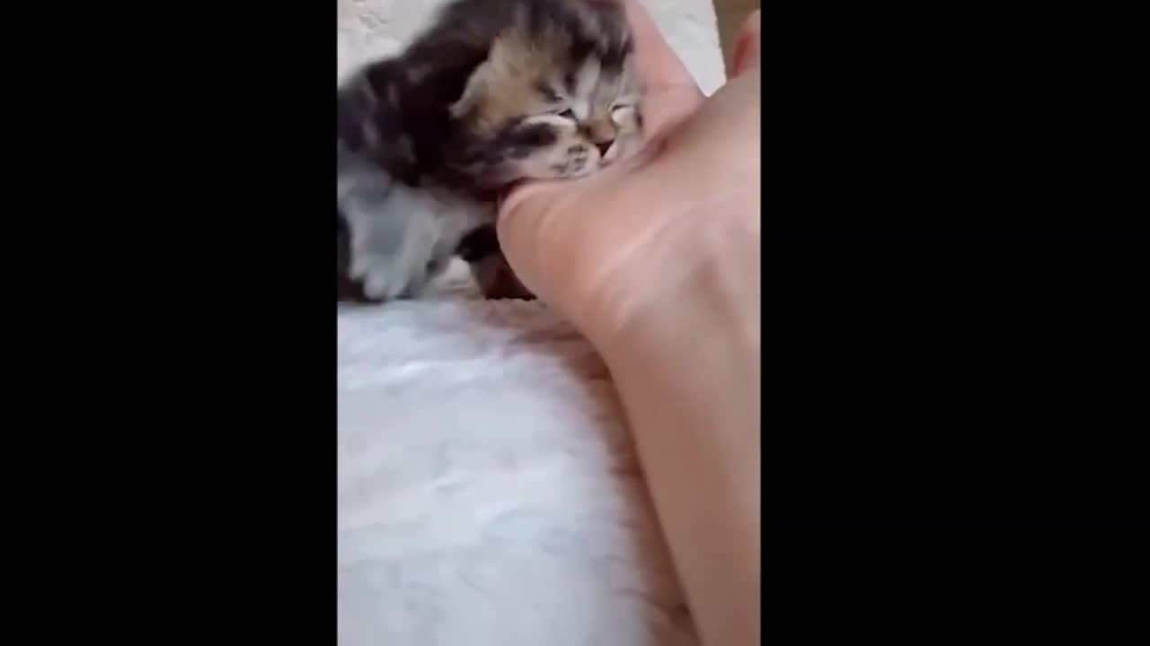 Cute Kitten Meows