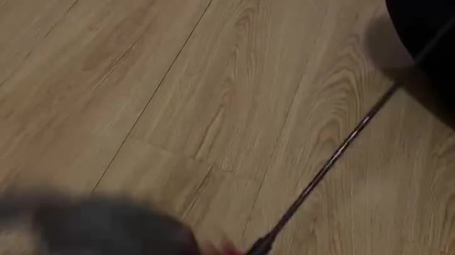 Stupid kitten