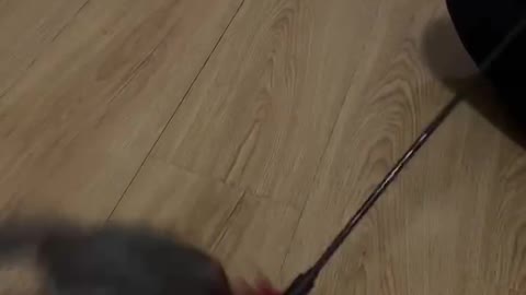Stupid kitten