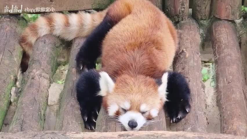[panda] sleep!