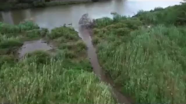 Nile Crocodile at Ukuwela_Cut.mp4