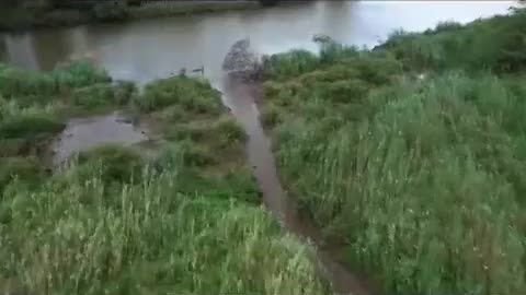 Nile Crocodile at Ukuwela_Cut.mp4