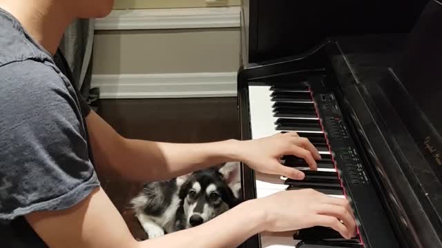 Husky canta al son del solo de piano de su dueño