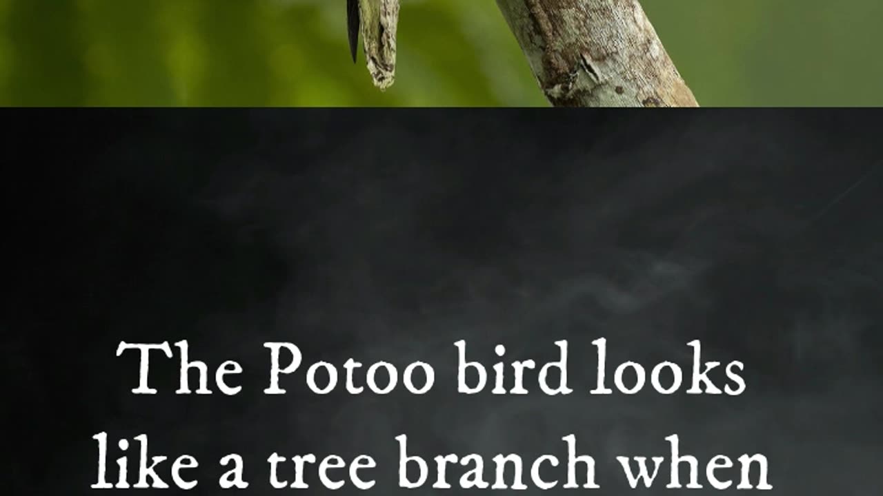 Potoo Bird, Harpy Eagle, Secretary Bird (Animals Facts)