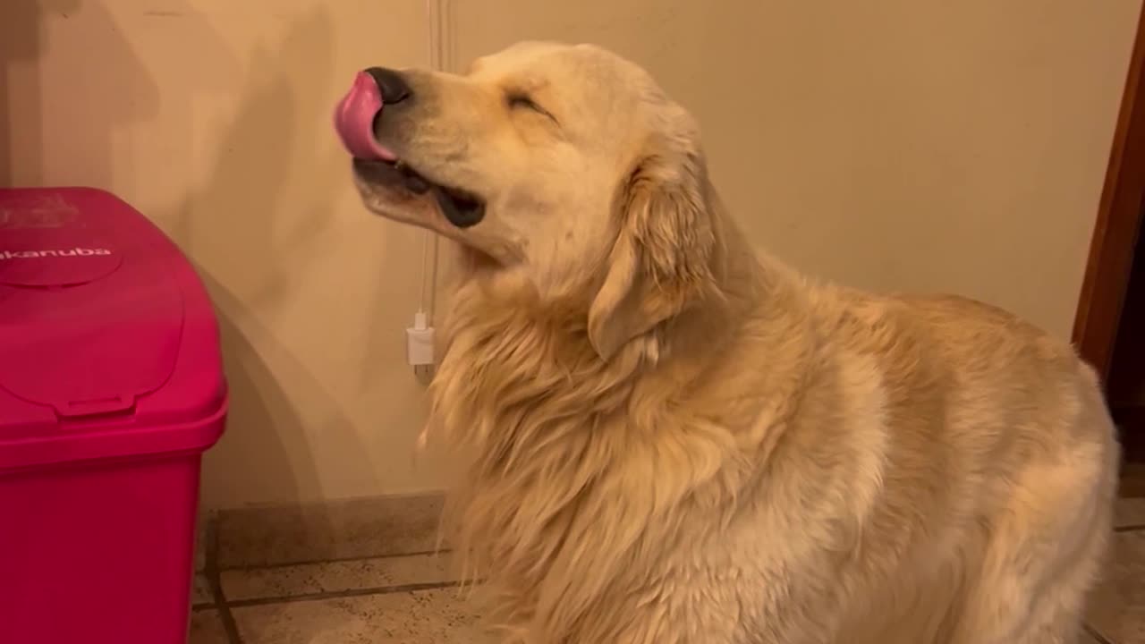 Goofy Golden Shares a Toothy Grin