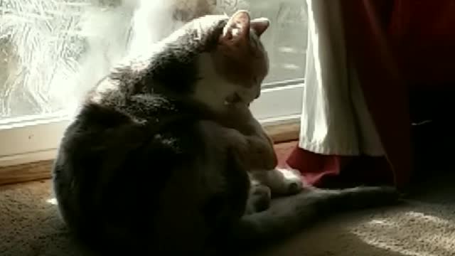 Tidy Cat Unphased By Muddy Puppy That Wants In! Hysterical!