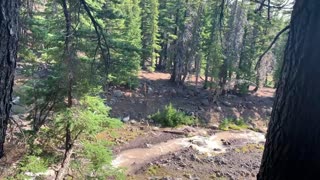 A GORGEOUS Mama Deer and her two Fawns leap across a Creek!