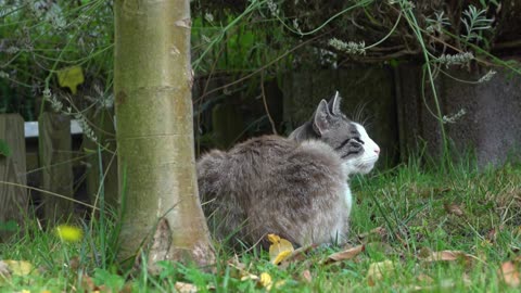 Cat relaxing outdoors in grass on summer day