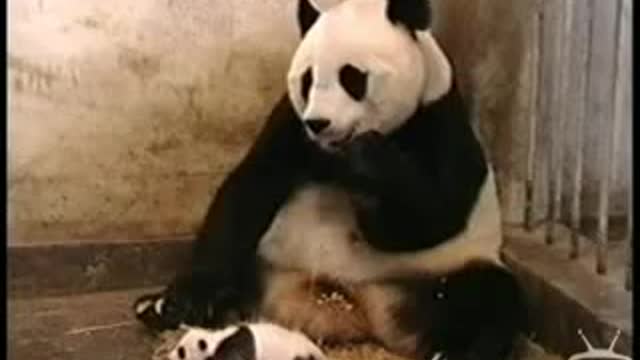 Panda Sneezes Video