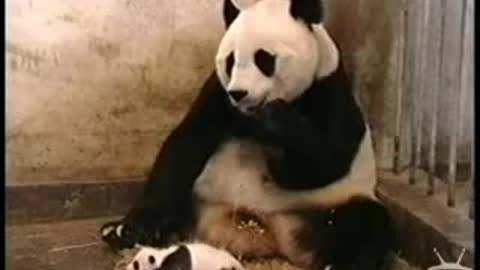 Panda Sneezes Video