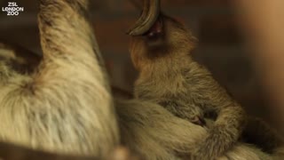 Our baby two-toed sloth wants to play!