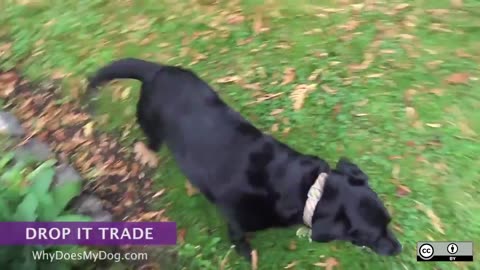 How To Teach A Dog To Drop It - Trade