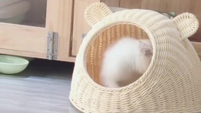 Lovely and Funny Animals Cute Kittens and Funny Cat video Clip #4