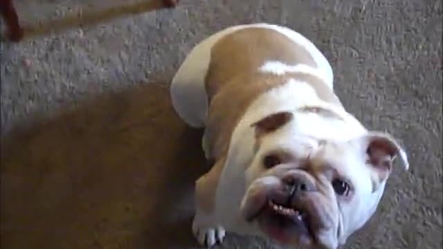 Troll Dog: Shake Hands