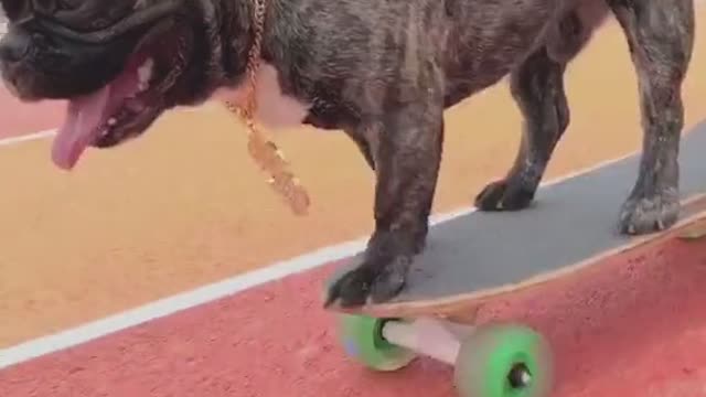 DOG IS DOING SKATING (AMAZING TRAINING)🐕️❤️🥌