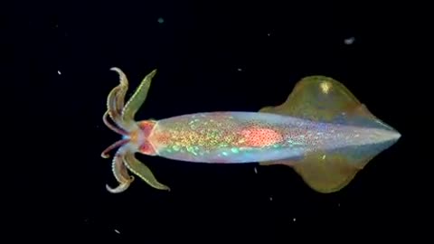 THIS IS A LONGFIN INSHORE SQUID