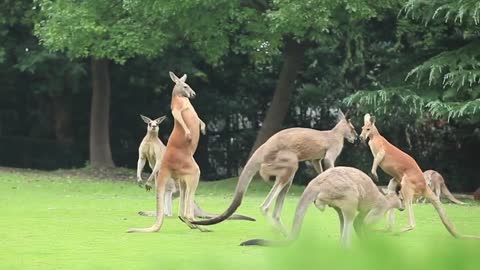 Boxing kangaroo