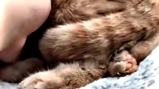 🥰🥰🥰.#funny cats, #cute animals, #funny cat video.funny cats,cute animals,funny cat video