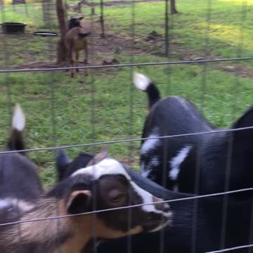Sweet Little Goats on a Warm Summer Evening