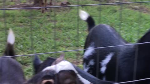 Sweet Little Goats on a Warm Summer Evening