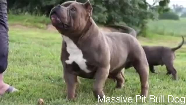 Massive pitbull dogs playing with boys