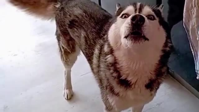 A dog is the only creature that loves you more than yourself