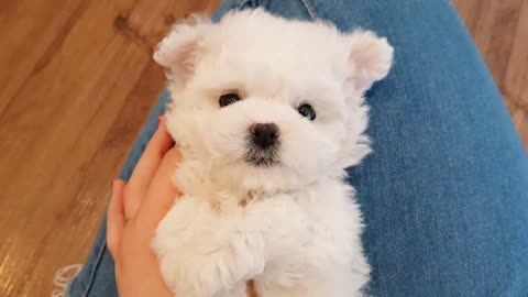 Baby bichon frise video cutest puppy