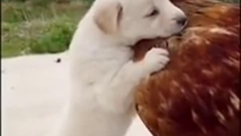 Best Funny Animals Videos of 2022 😀 Funniest Cats And Dogs