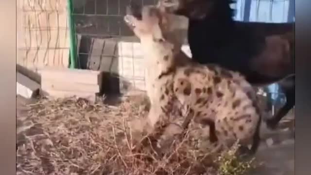 Funny fighing video donkey vs hyena fightigh