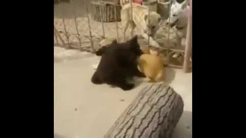 bear and dog wrestling