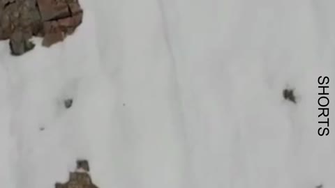 WATCH : Fallen Bear Cub Climbs Back To Mama. 😰