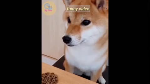 Funny Animal Video,cute dog ,best video in 2021