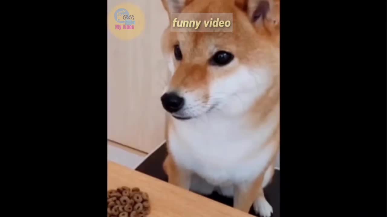 Funny Animal Video,cute dog ,best video in 2021