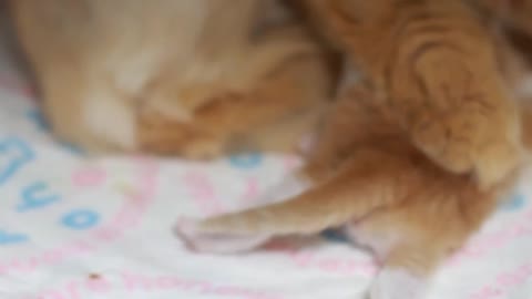 Little Garfield got under his mother's belly.