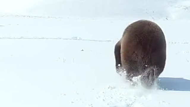 That's one close shave 🐻