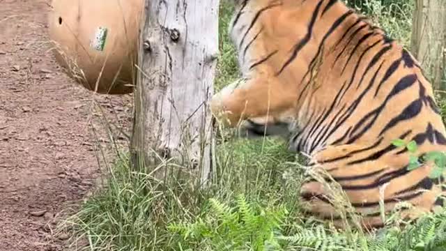 We decided to put snacks in Calvin and Hobbes’ ball