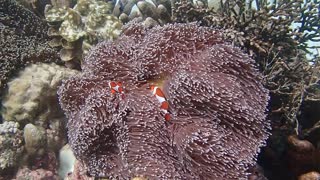 Under the sea Adventure | Boracay,Philippines