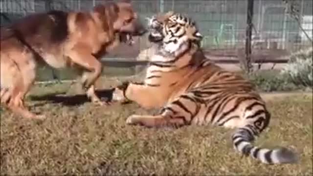 Funny and smart dog 15