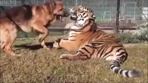 Funny and smart dog 15