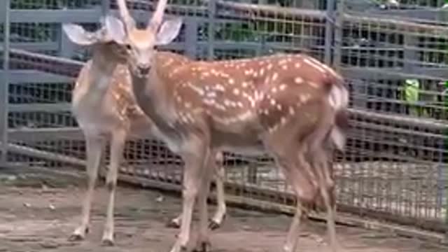 The big Sika Deer taught his son how to grow horns