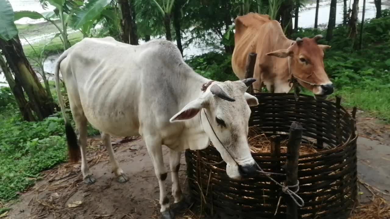 The cows are fed up with the machi's torture