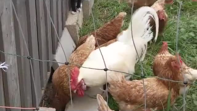 Attempting to Train a Cat