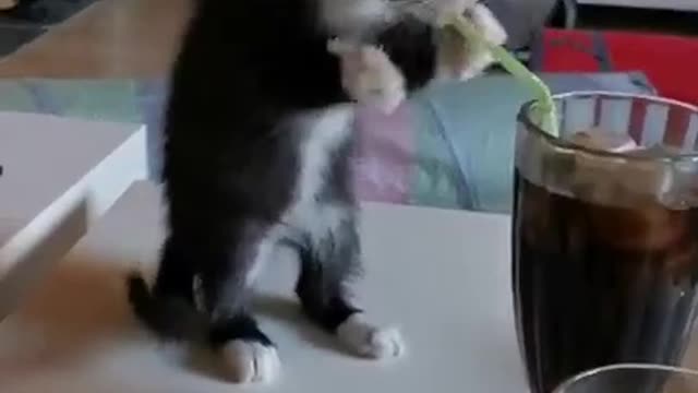 Funny Cute Cat Trying Drink Coldrink