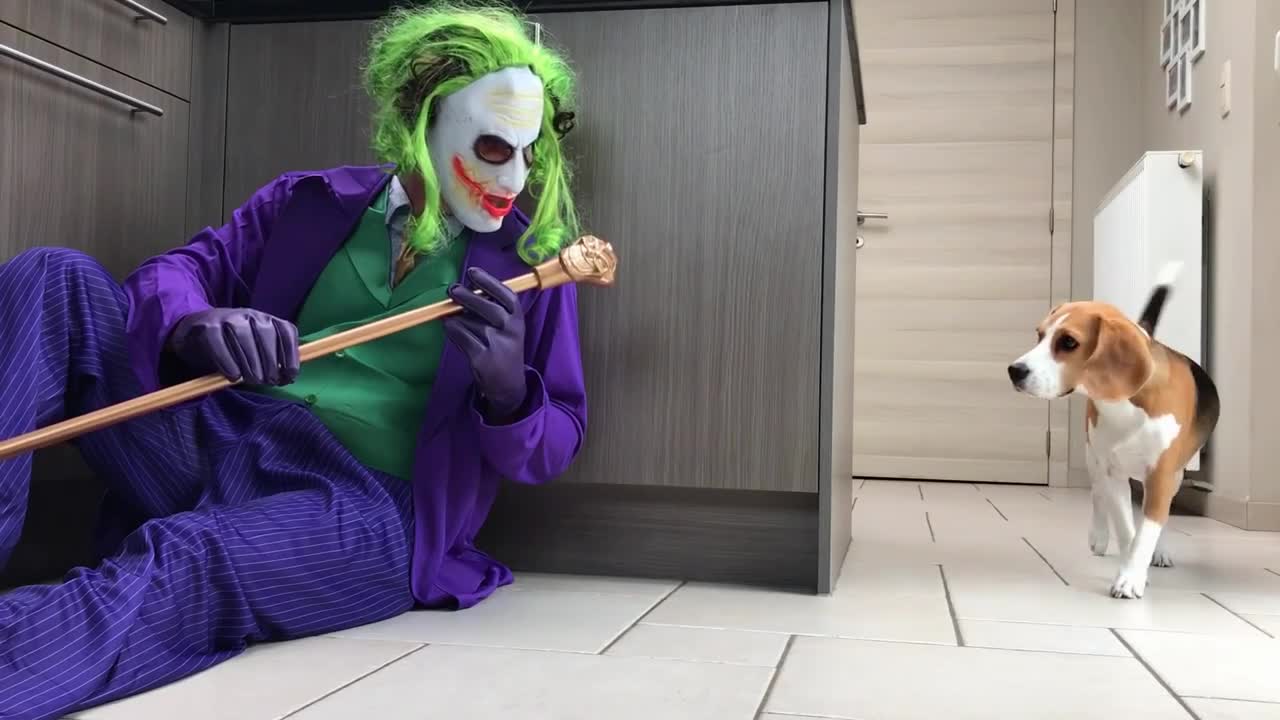 Funny Dogs Pranked with The Joker Costume