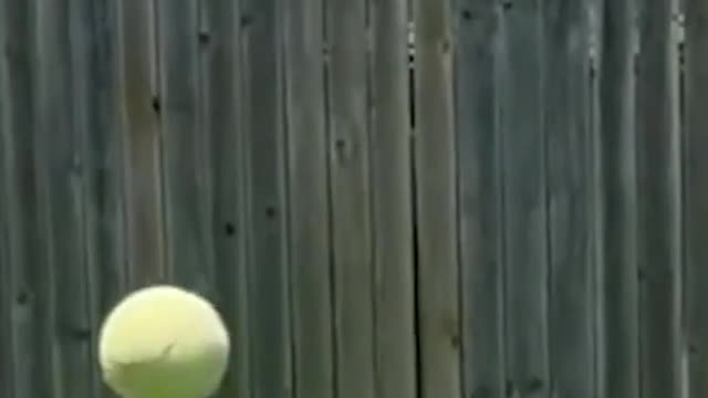 Cute Dog playing with a ball. So CUTE!!!