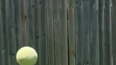 Cute Dog playing with a ball. So CUTE!!!