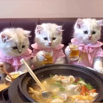 "Feline Fiesta: Cats in the Party Mood" 😺😺