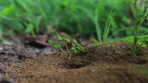 Nature's Tiny Gardeners: Ants and Leaves in Harmony